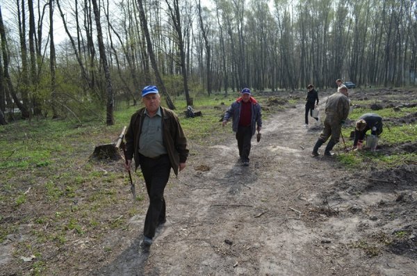Як на Волині садять ліс. ФОТО